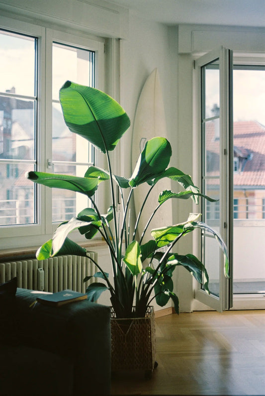 Kodak Porta 400 - 35mm Farbfilm - inkl. Entwicklung + Scanning - filmstop.ch